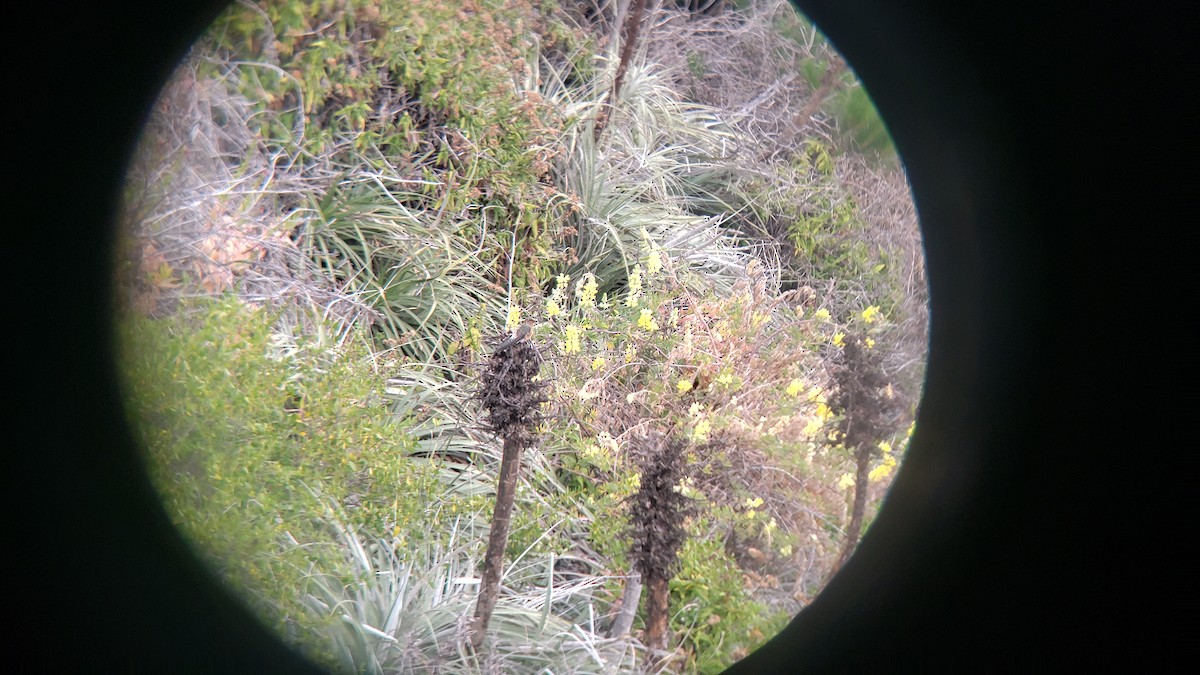 Giant Hummingbird - ML646320002