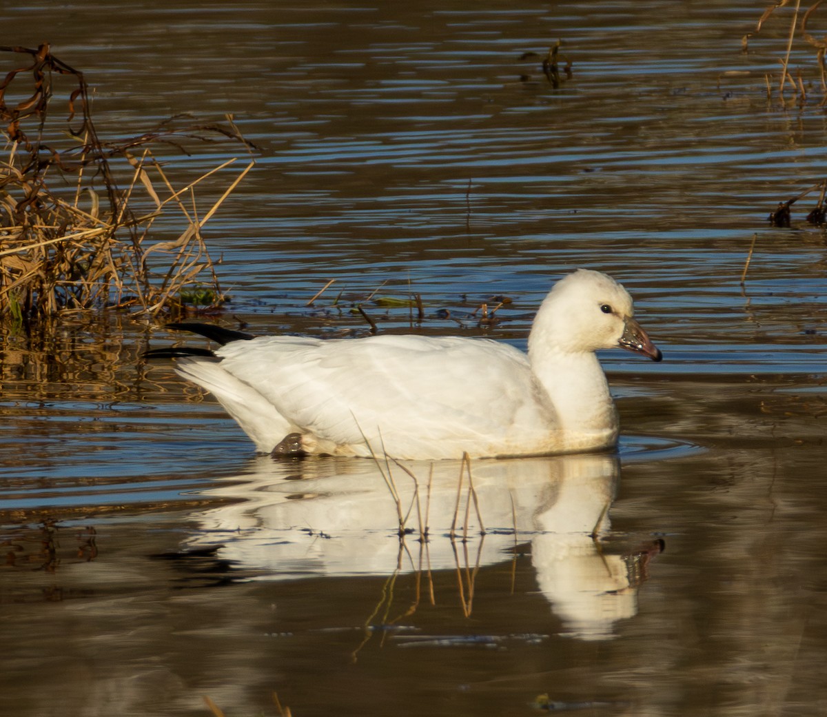 Ross's Goose - ML646320003
