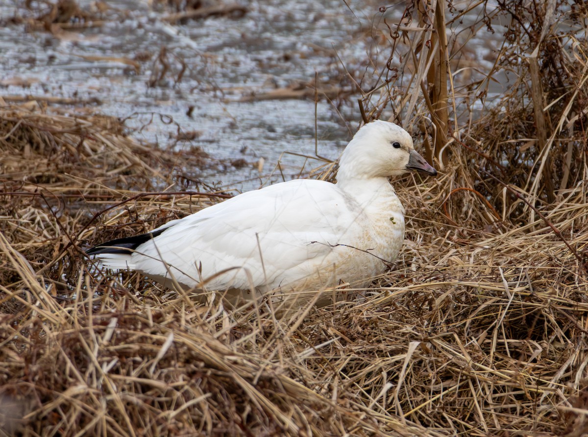 Ross's Goose - ML646320004
