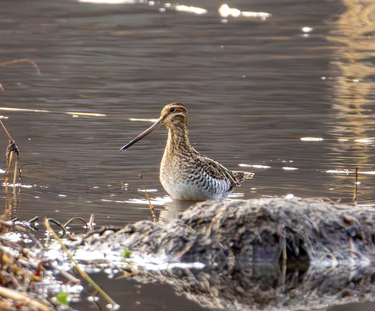 Wilson's Snipe - ML646320006