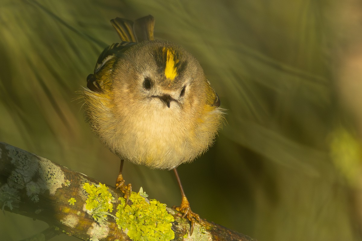 Goldcrest - ML646320009