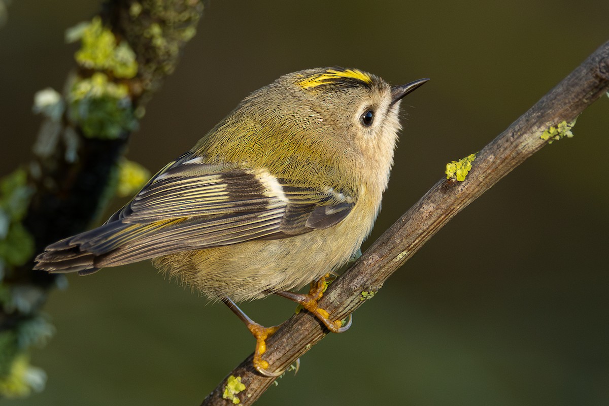 Goldcrest - ML646320010