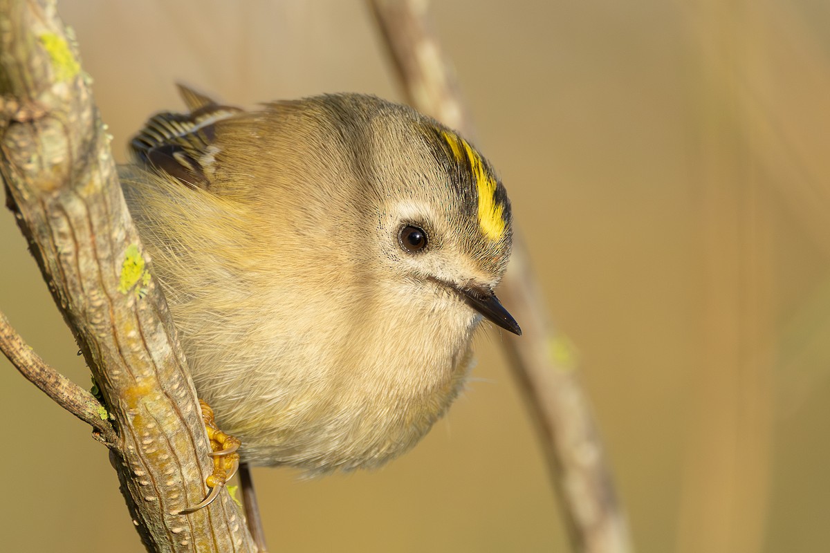 Goldcrest - ML646320011