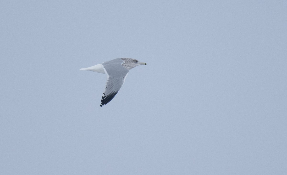 American Herring Gull - ML646320026
