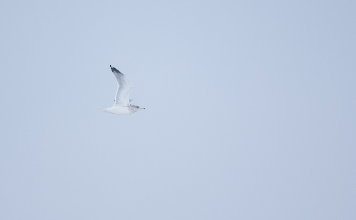 American Herring Gull - ML646320027