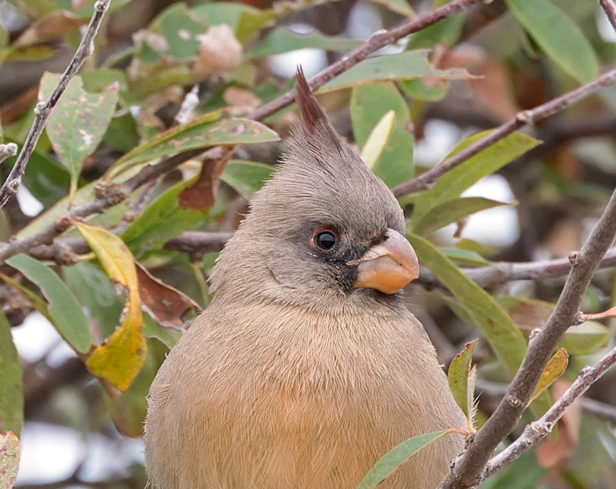 Pyrrhuloxia - ML646320028