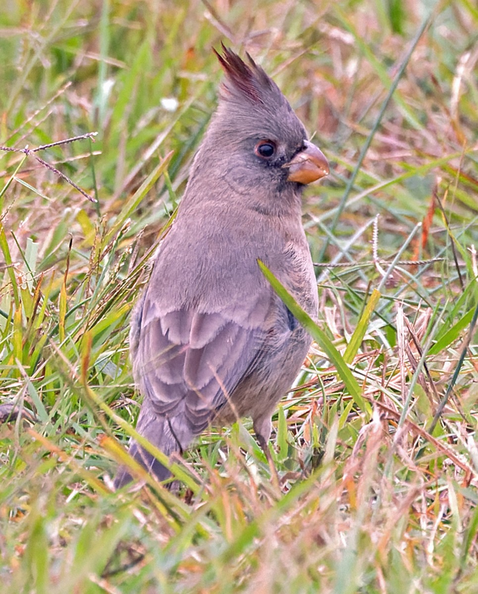 Pyrrhuloxia - ML646320029