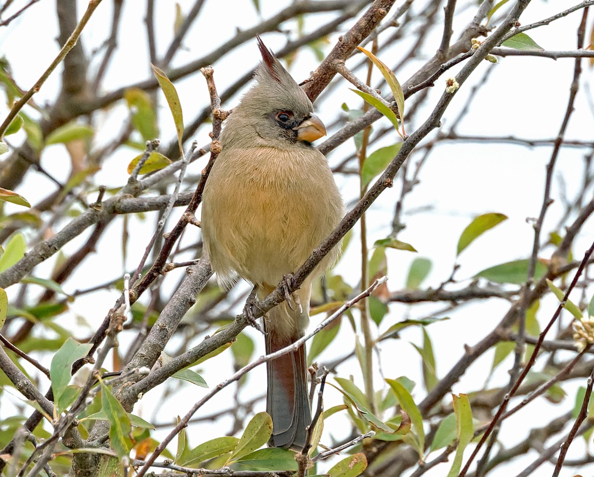 Pyrrhuloxia - ML646320030