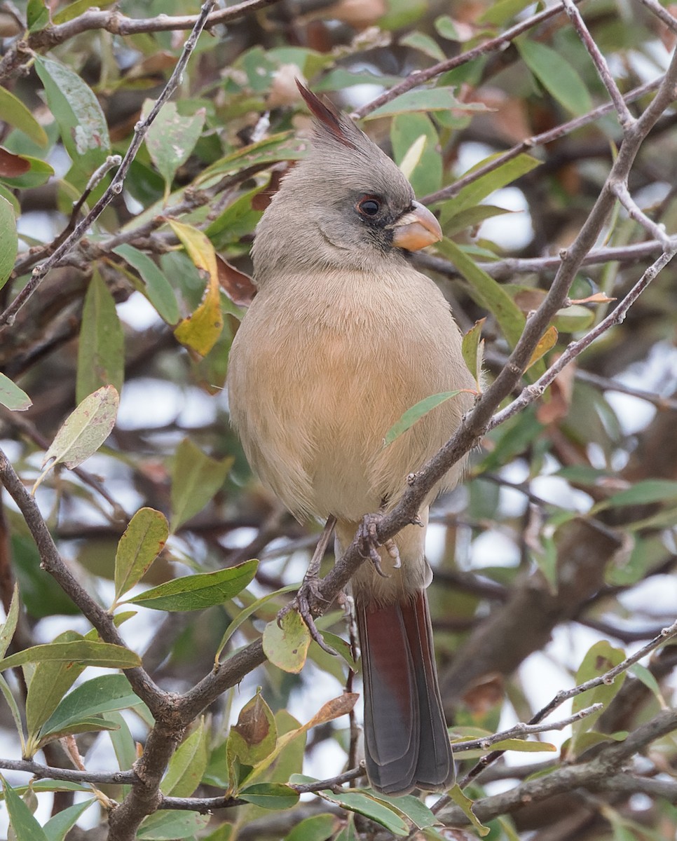 Pyrrhuloxia - ML646320032