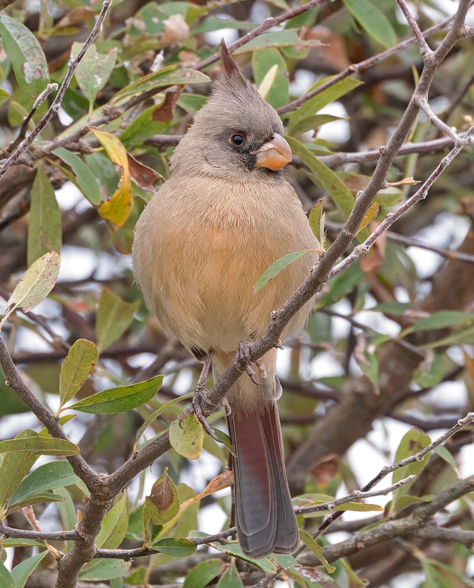 Pyrrhuloxia - ML646320033