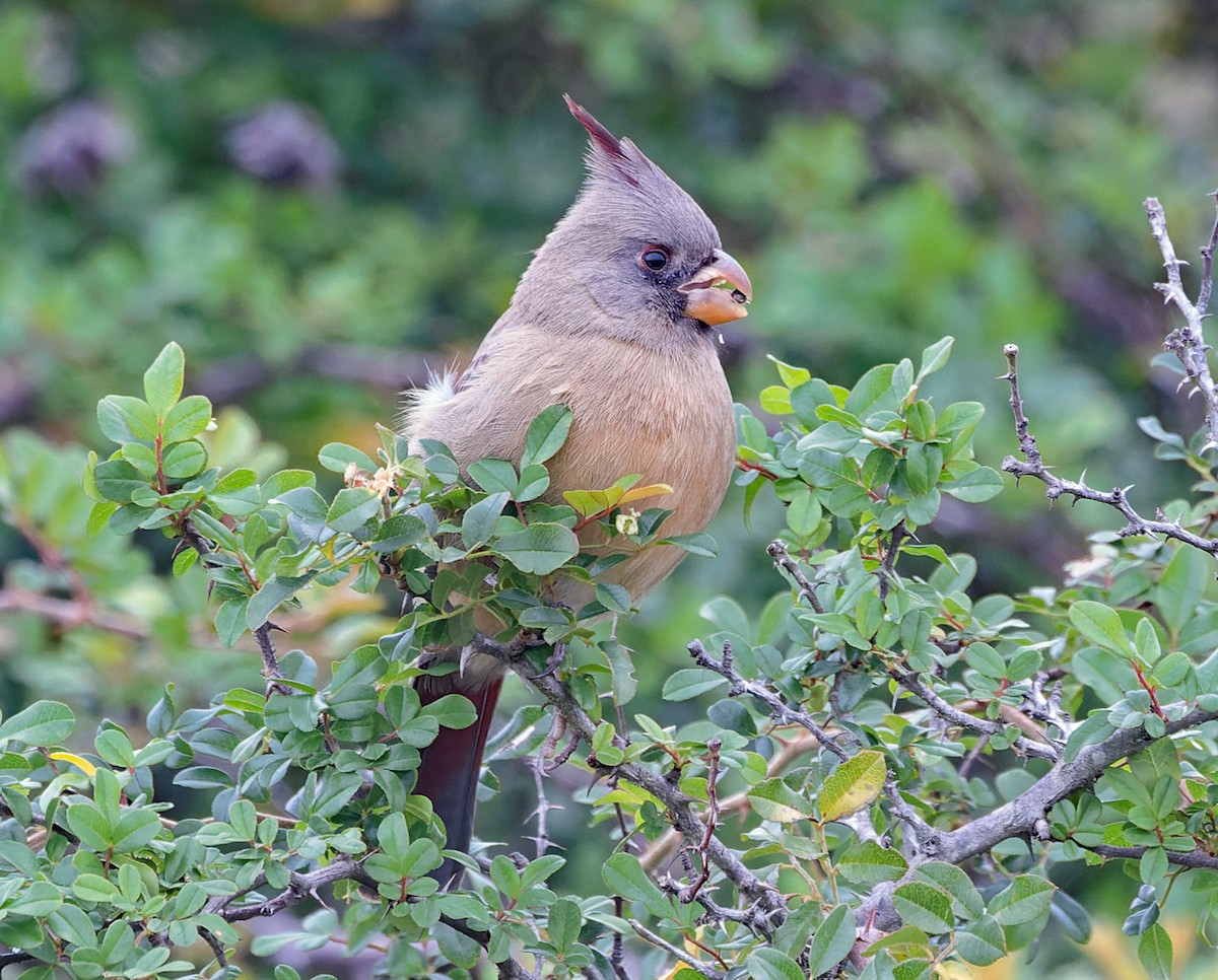 Pyrrhuloxia - ML646320034