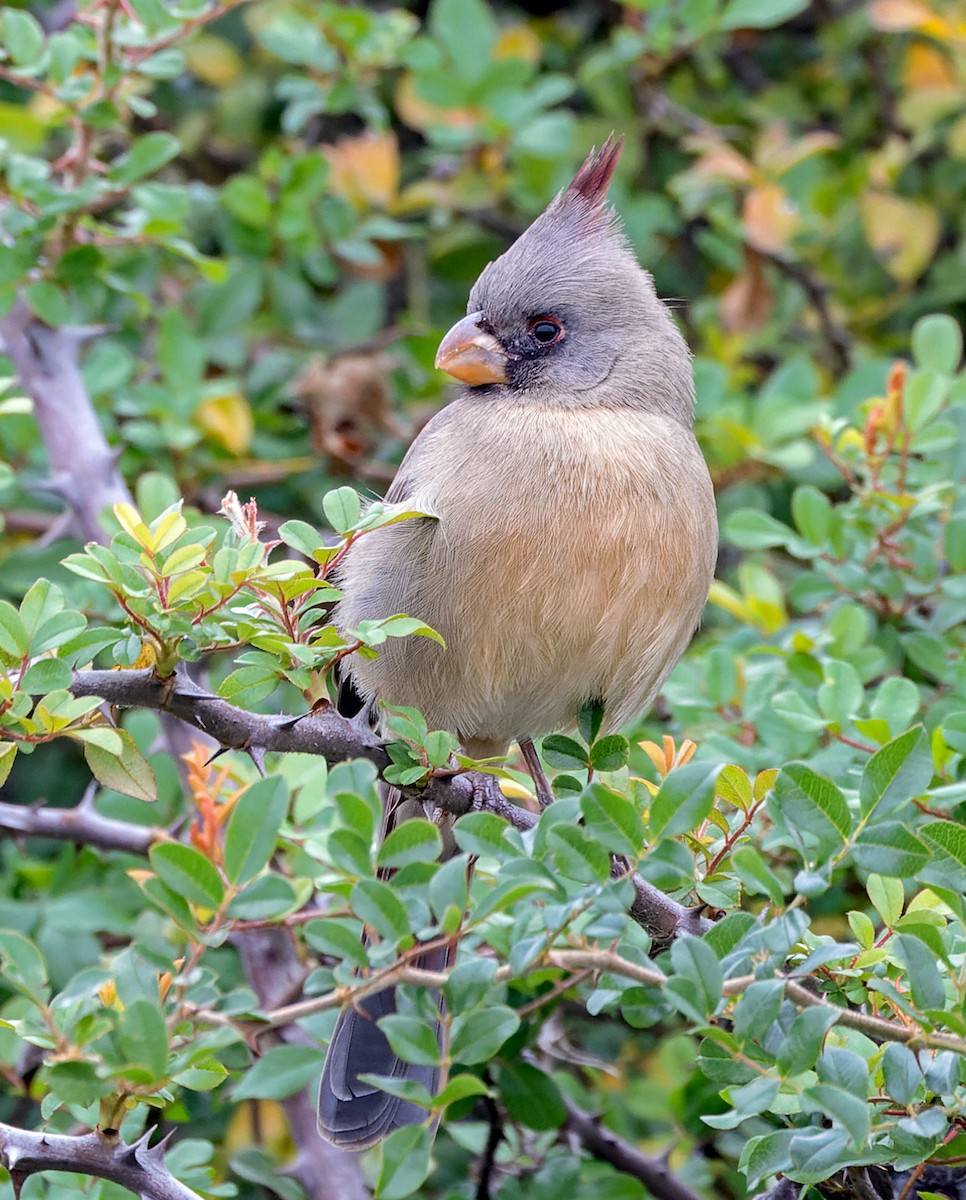 Pyrrhuloxia - ML646320035