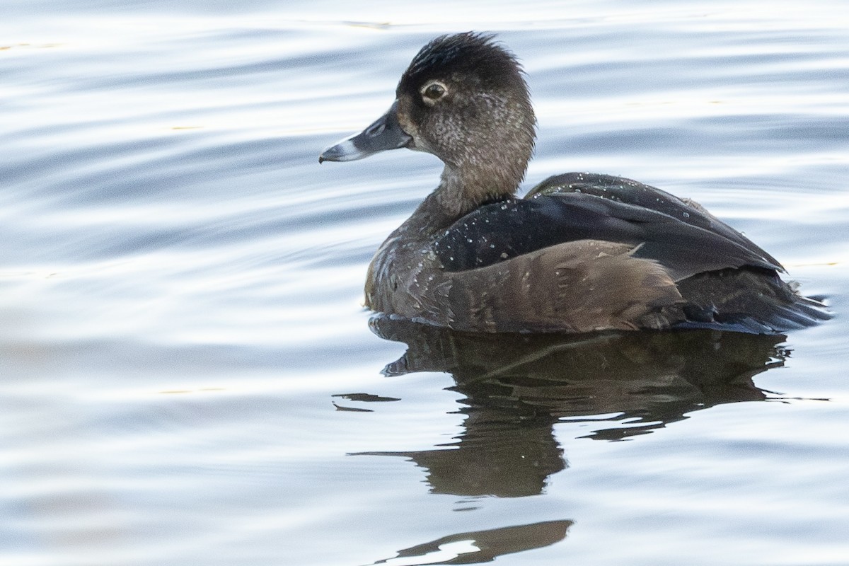 Ring-necked Duck - ML646320037