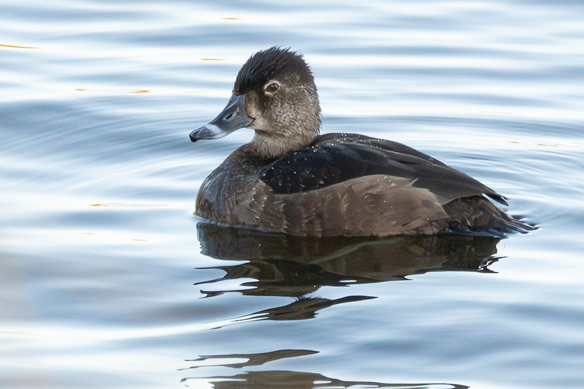 Ring-necked Duck - ML646320038