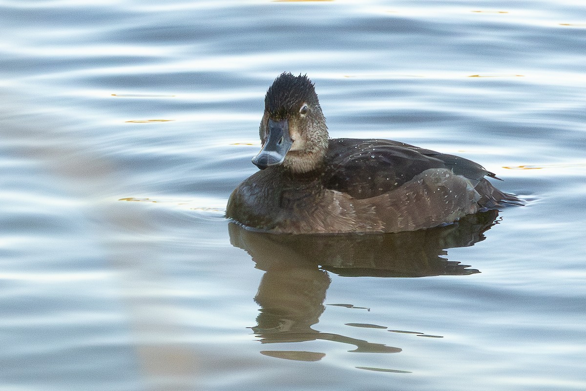 Ring-necked Duck - ML646320039