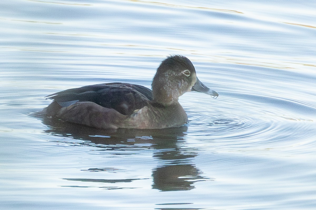 Ring-necked Duck - ML646320040