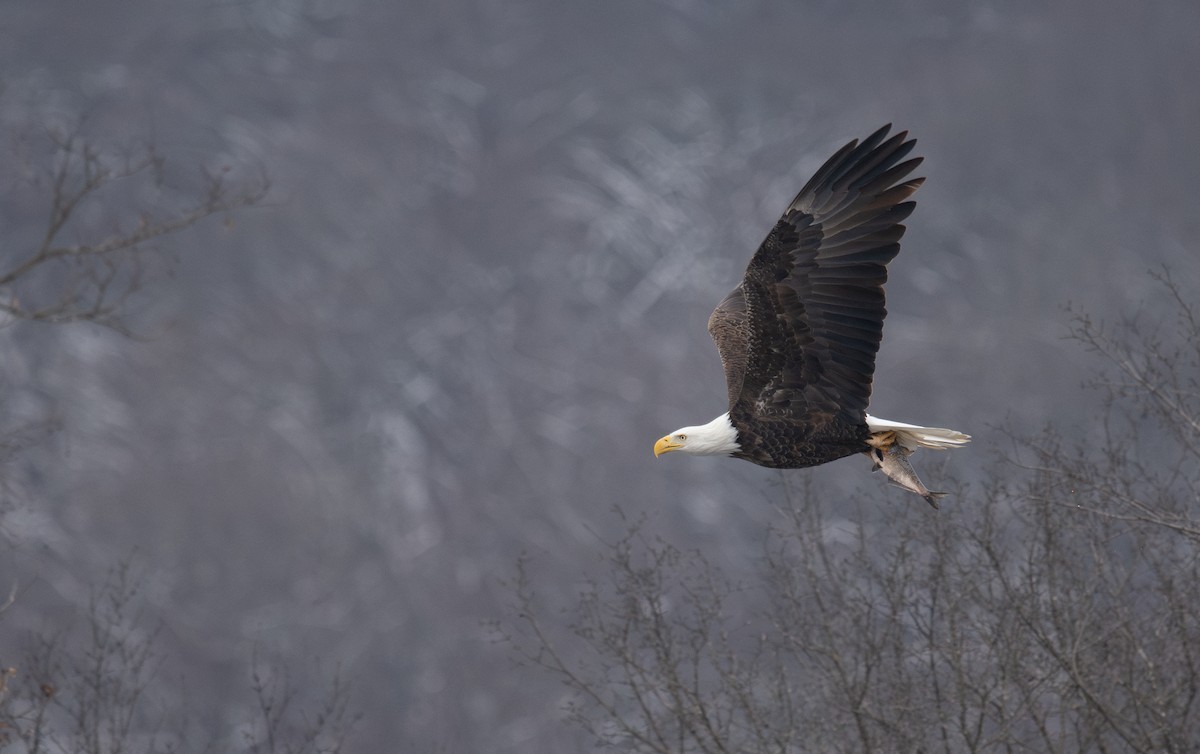 orel bělohlavý - ML646320043