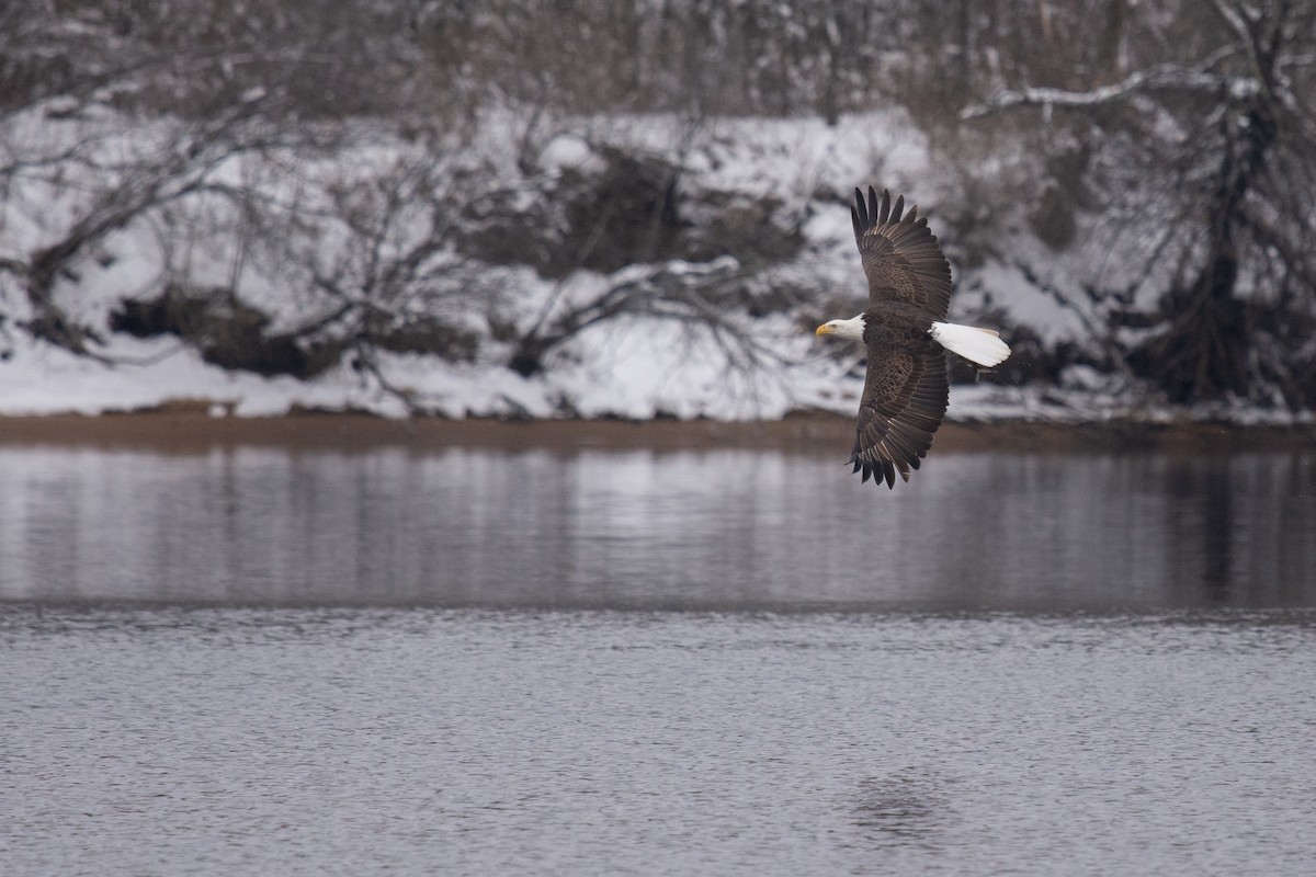 orel bělohlavý - ML646320044