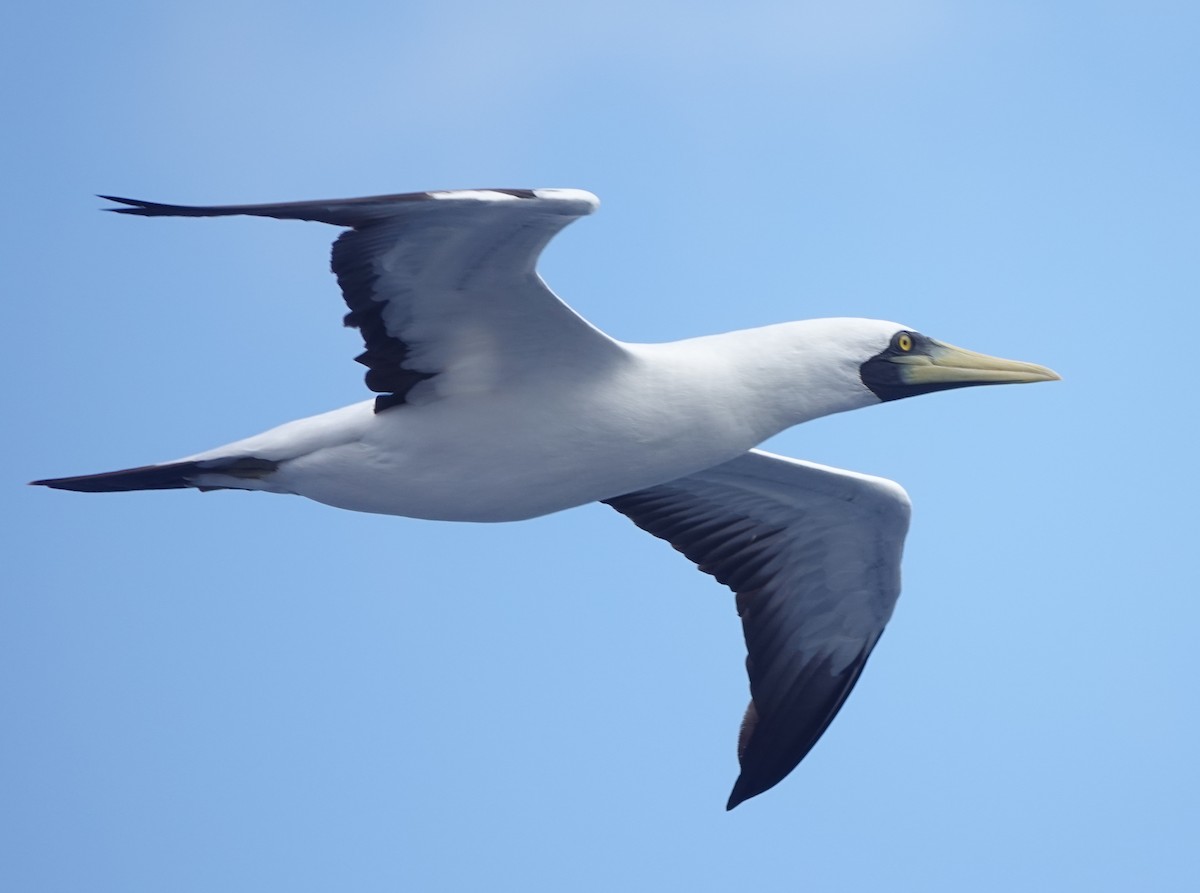 アオツラカツオドリ - ML646320047