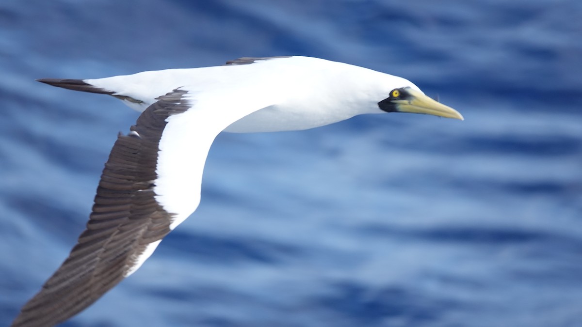 アオツラカツオドリ - ML646320048