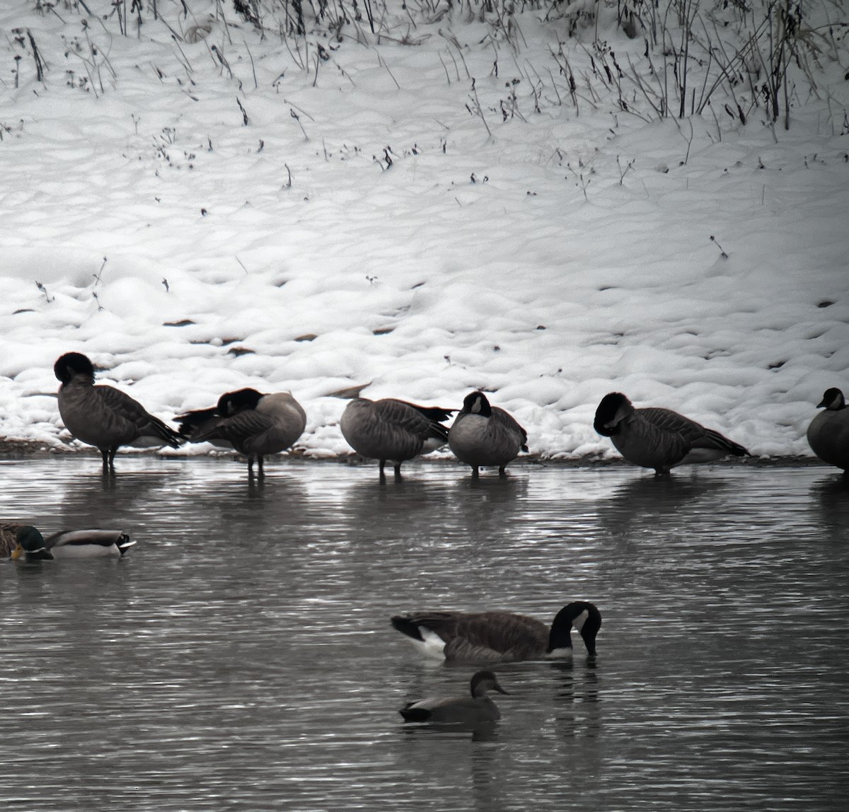 Харлаг галуу - ML646320056