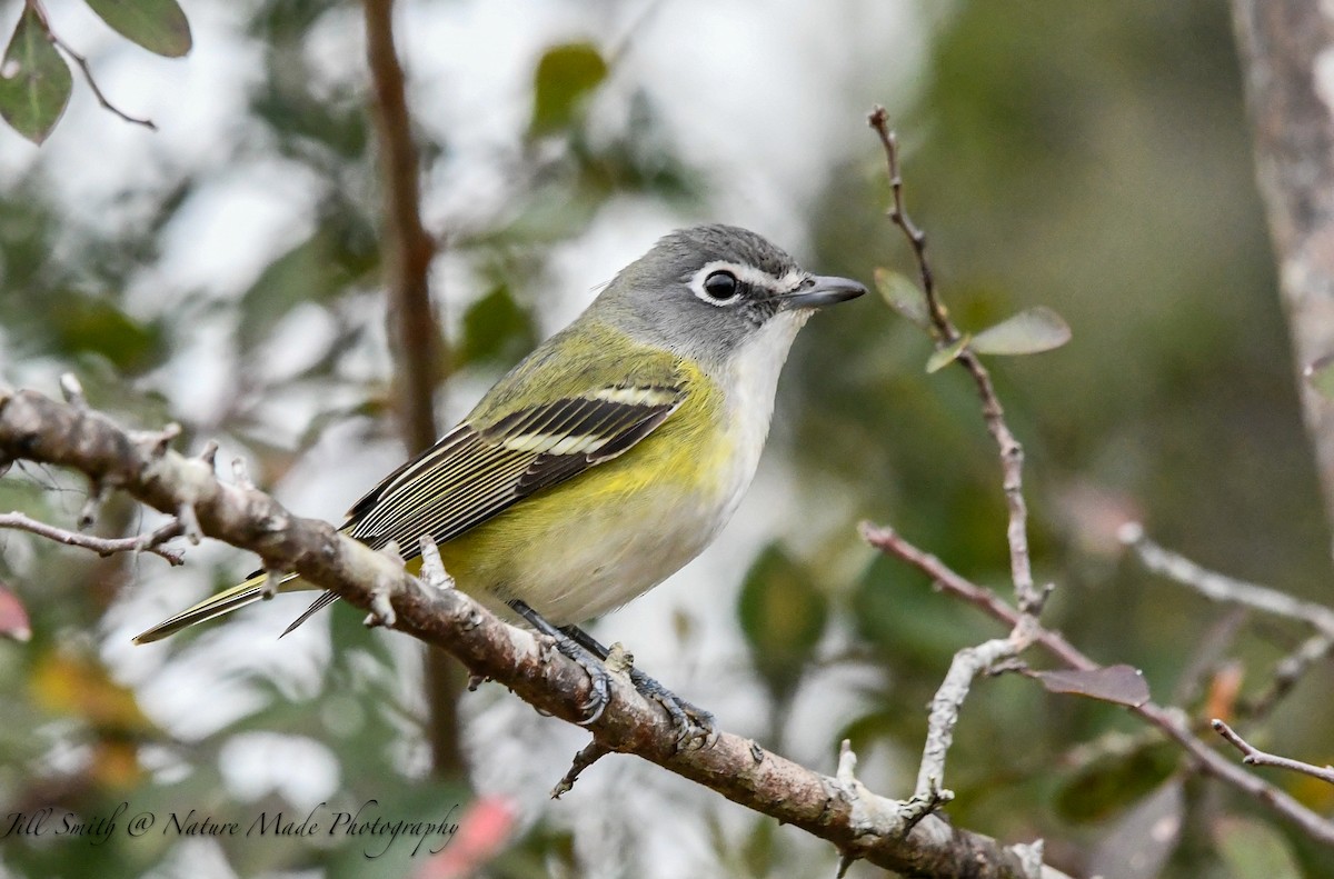 Graukopfvireo - ML646320066