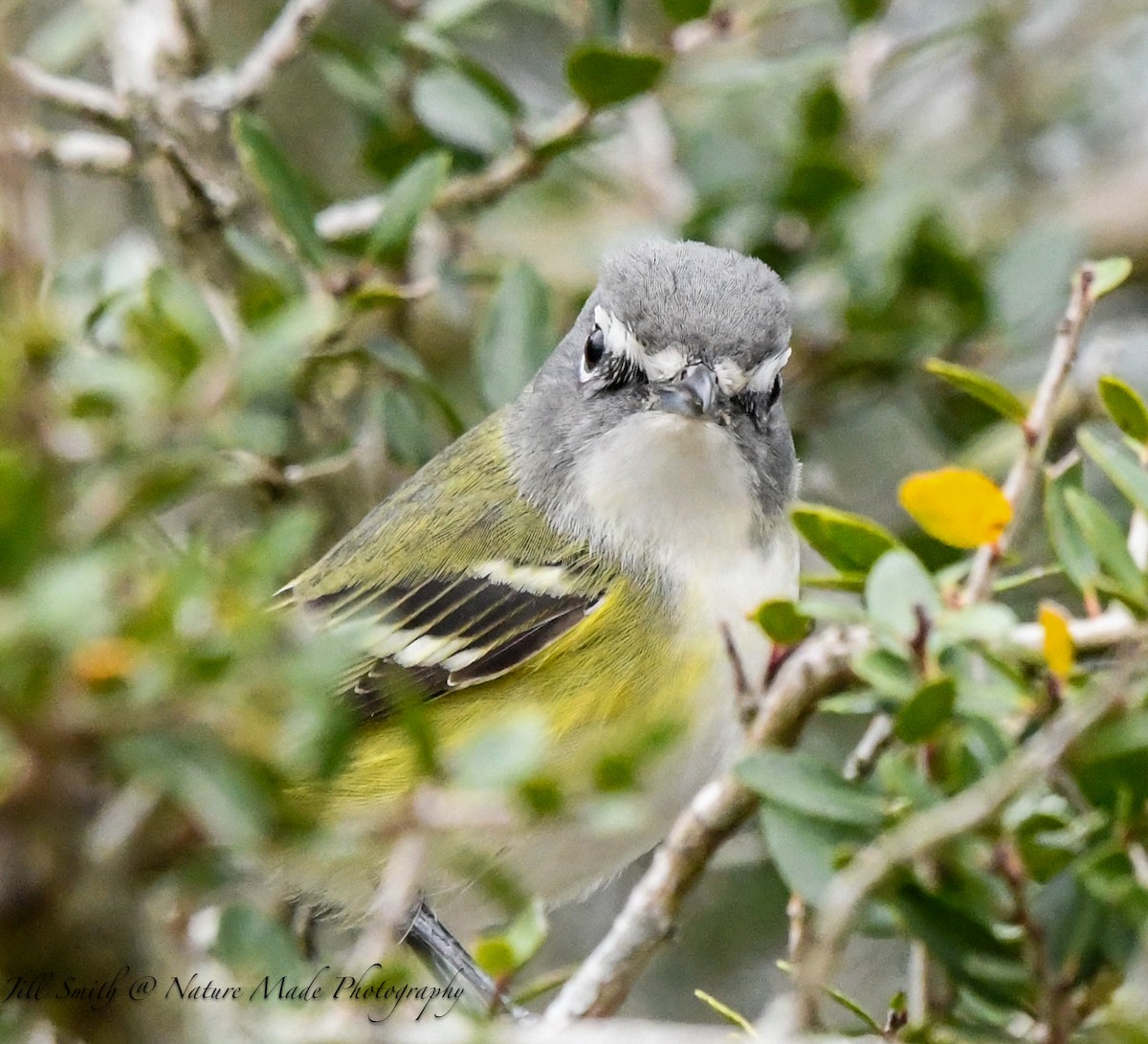 Graukopfvireo - ML646320067