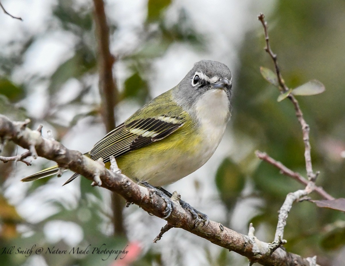 Graukopfvireo - ML646320068