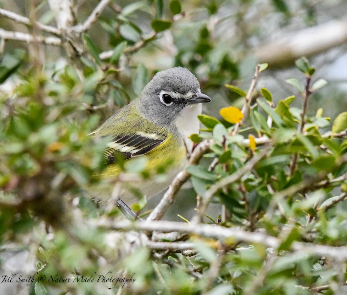 Graukopfvireo - ML646320069