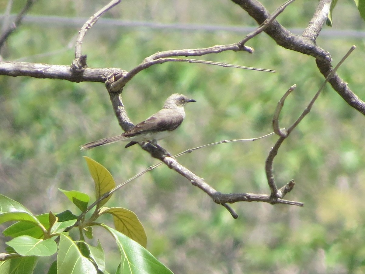 Tropical Mockingbird - ML646320074