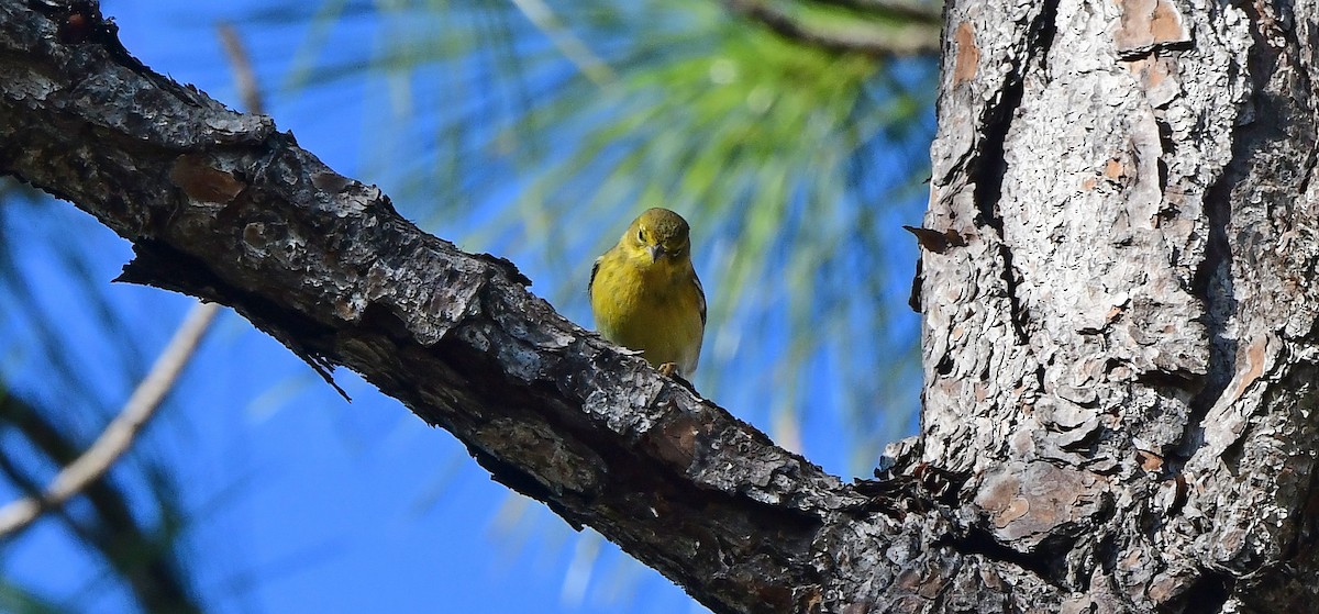 Pine Warbler - ML646320077