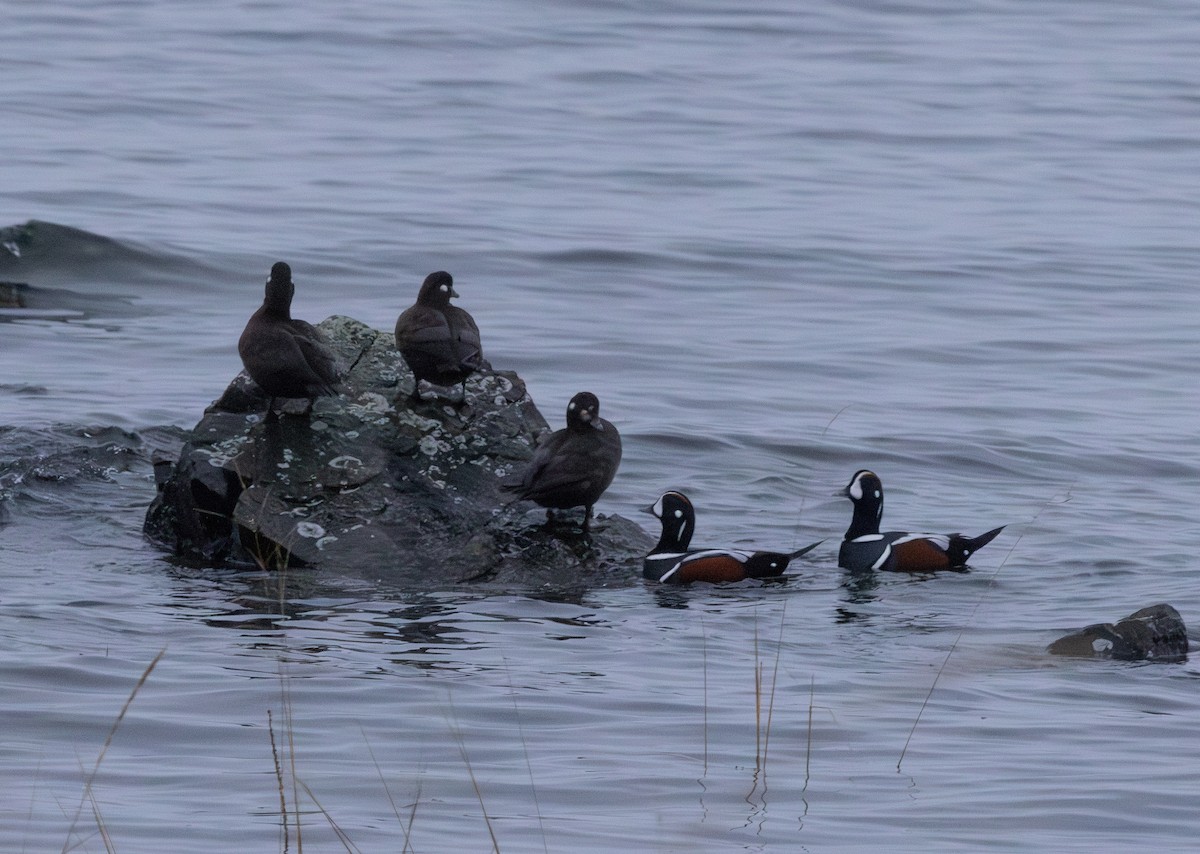 Harlequin Duck - ML646320080