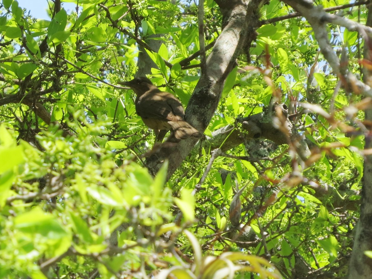Clay-colored Thrush - ML646320083
