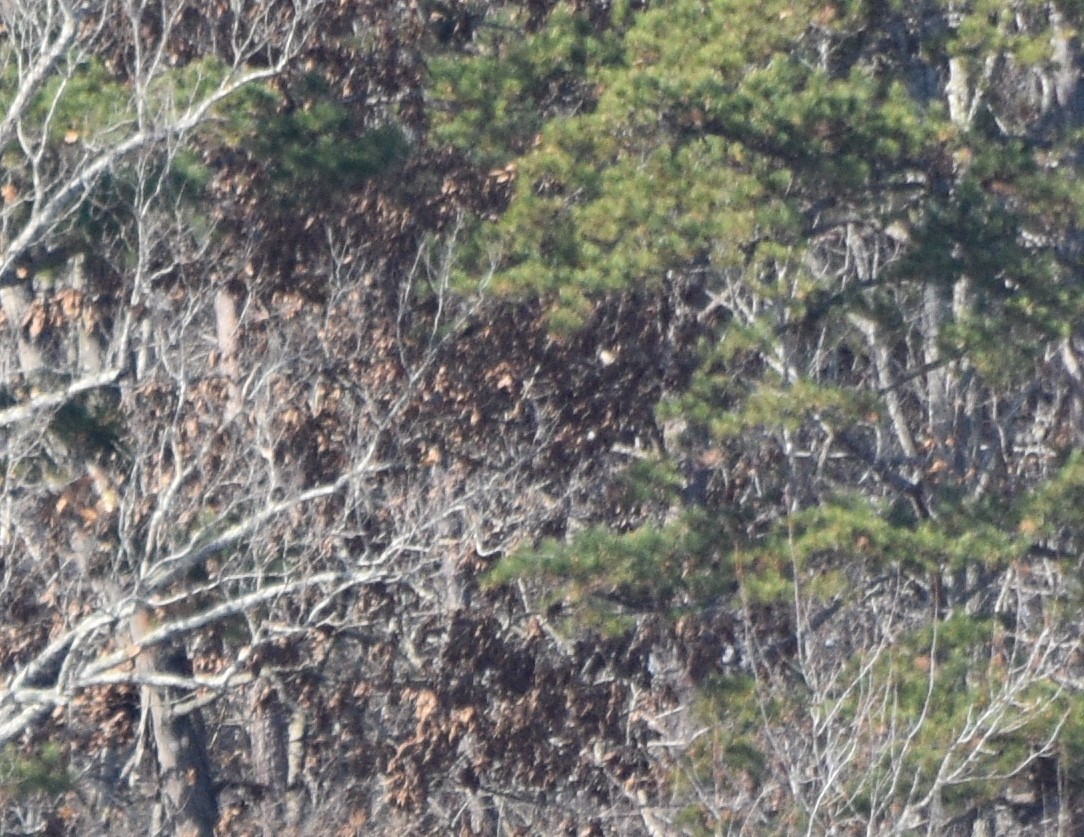 orel bělohlavý - ML646320086