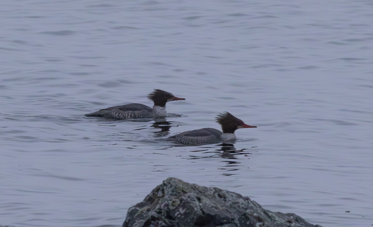 Common Merganser - ML646320088