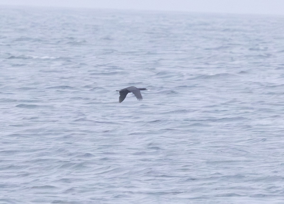 Pelagic Cormorant - ML646320094