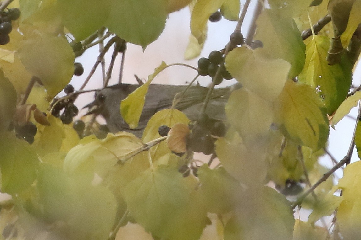 drozdec černohlavý - ML646320096