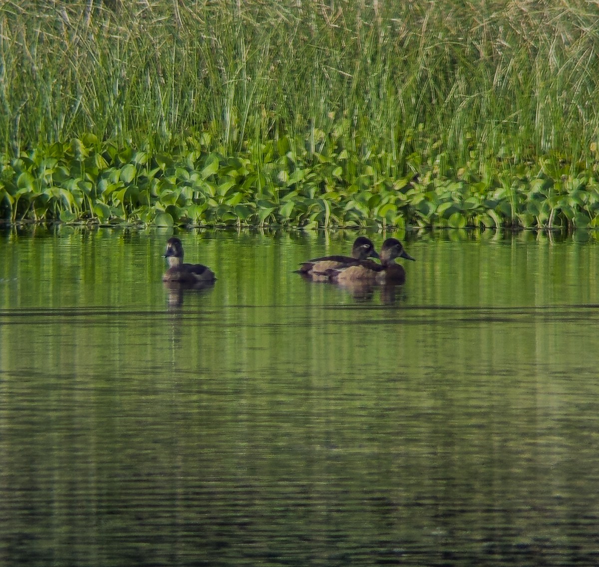 Ring-necked Duck - ML646320098