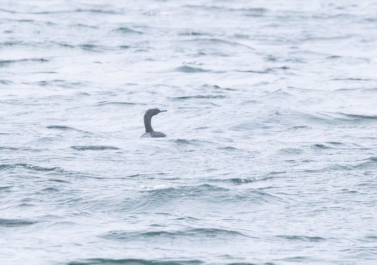 Pelagic Cormorant - ML646320100