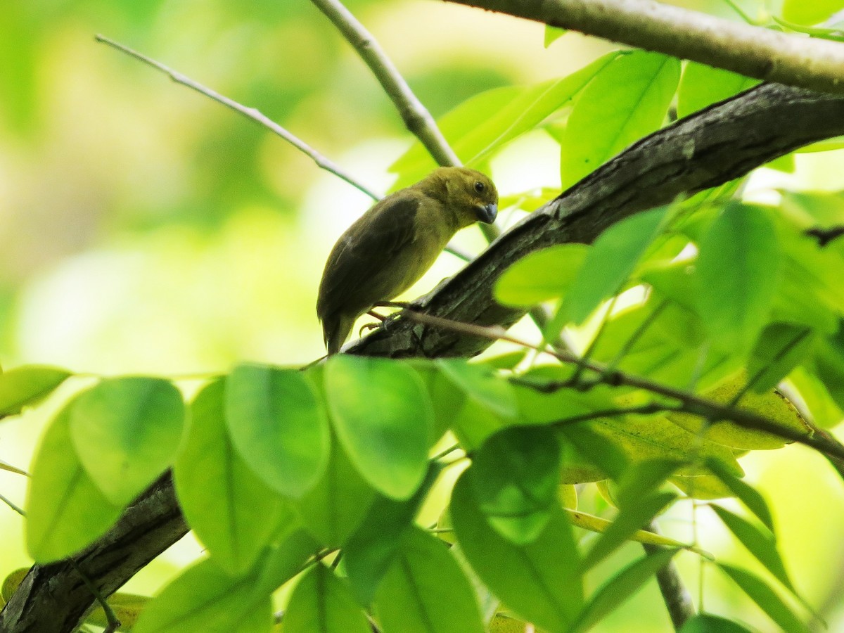 Thick-billed Euphonia - ML646320101