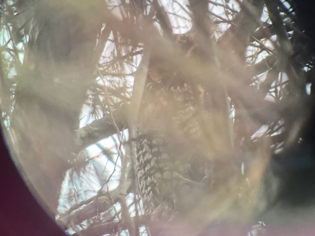 Long-eared Owl - ML646320102