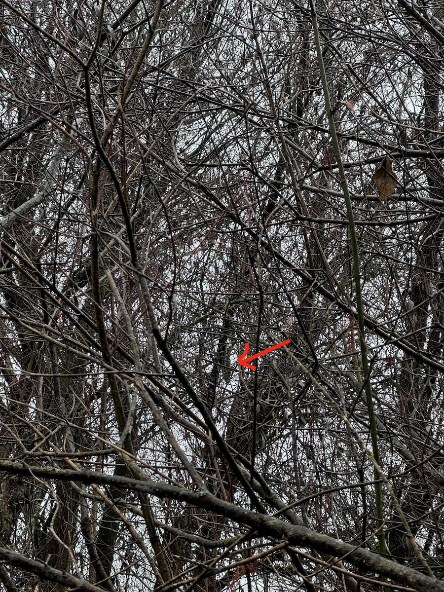 Long-eared Owl - ML646320103