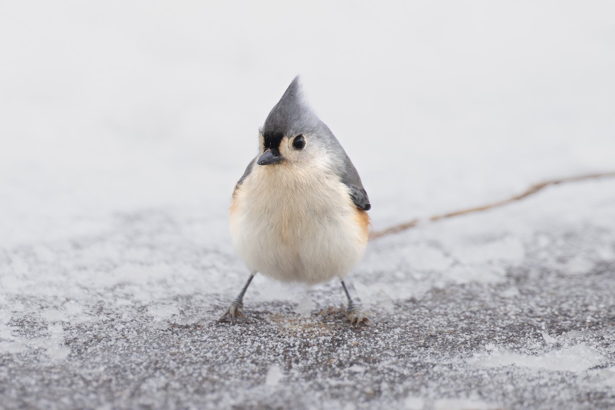 Tufted Titmouse - ML646320104