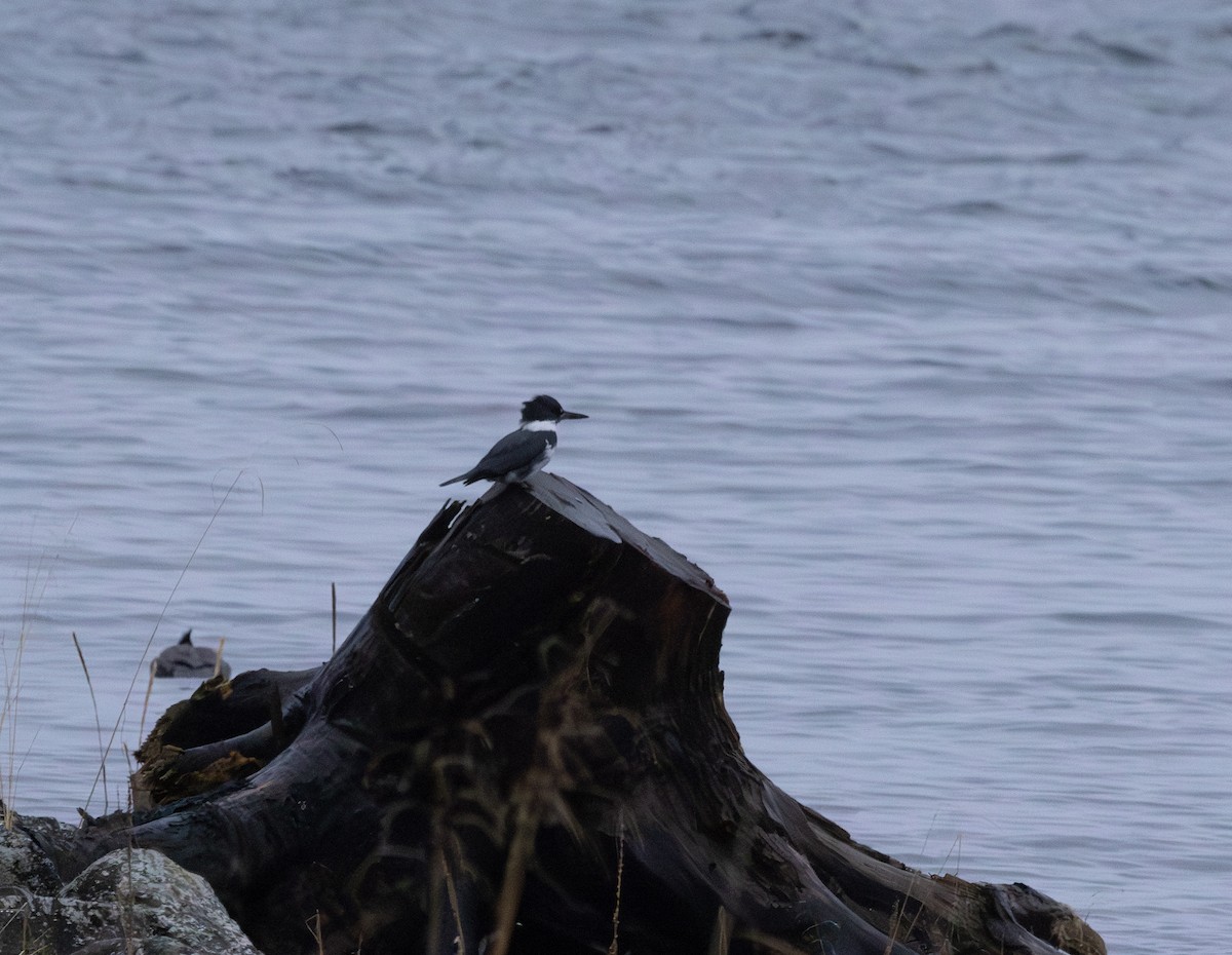 Belted Kingfisher - ML646320105
