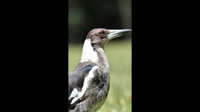 Australian Magpie - ML646320106