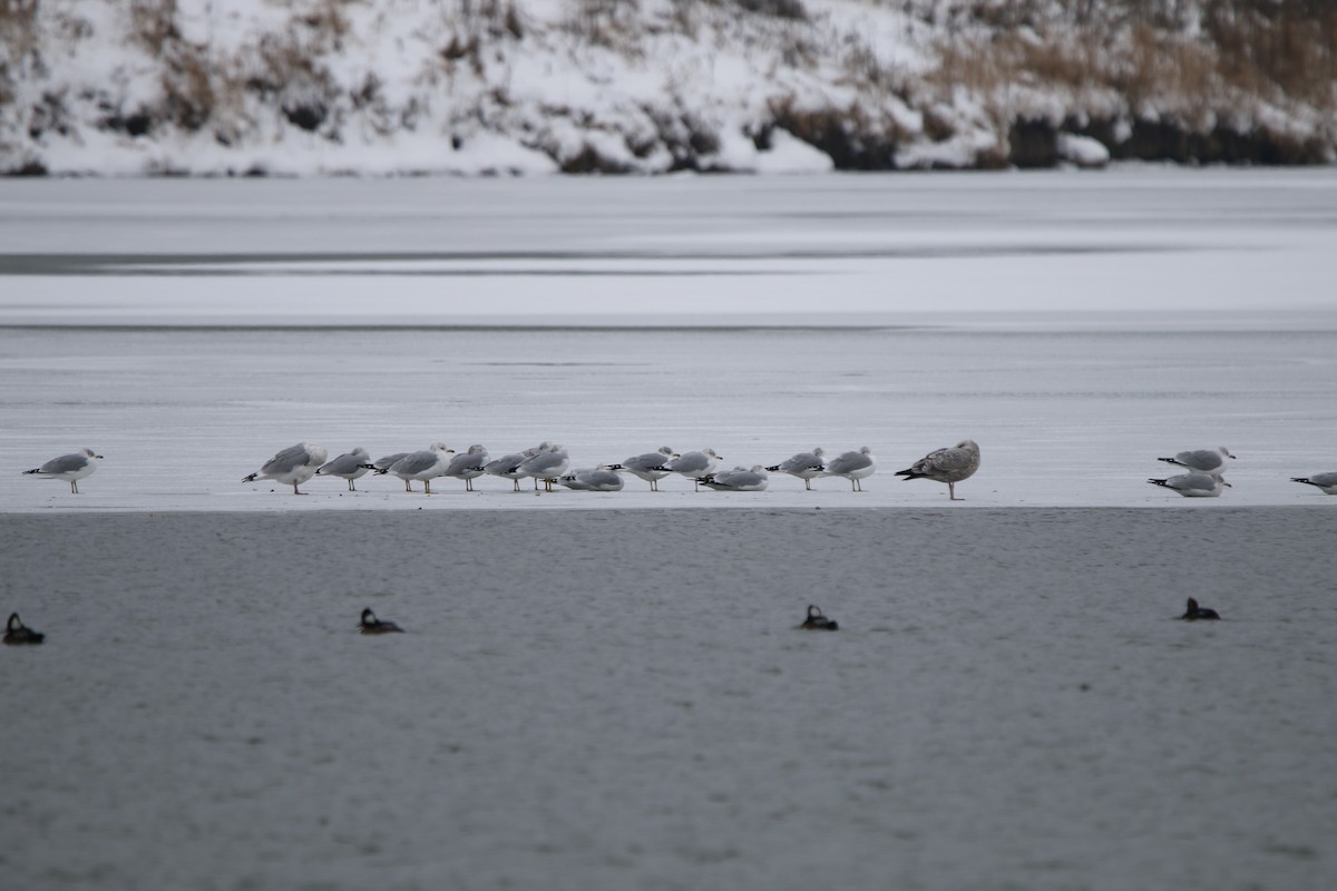 Ring-billed Gull - ML646320110