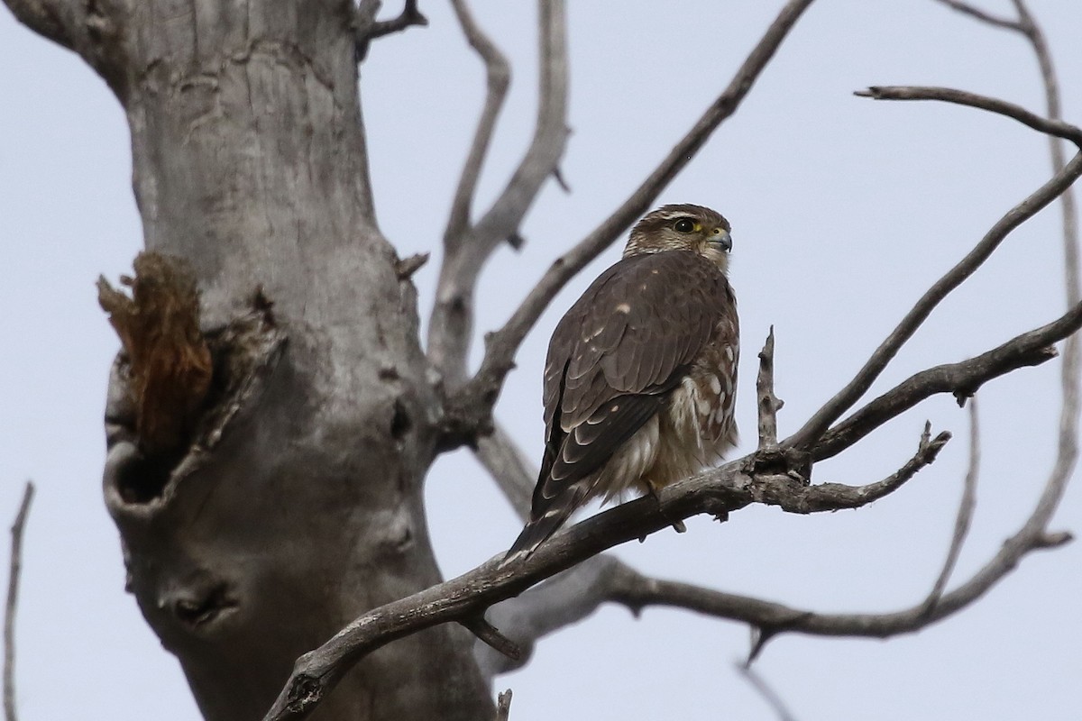 Merlin - ML646320113