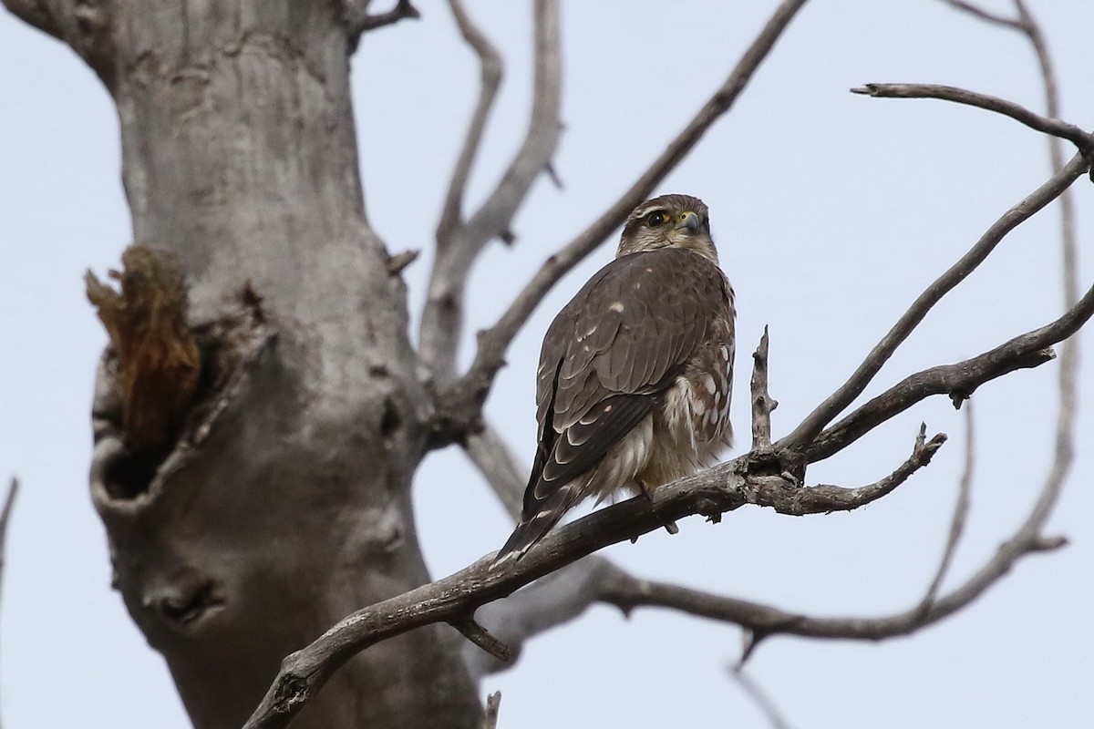 Merlin - ML646320117