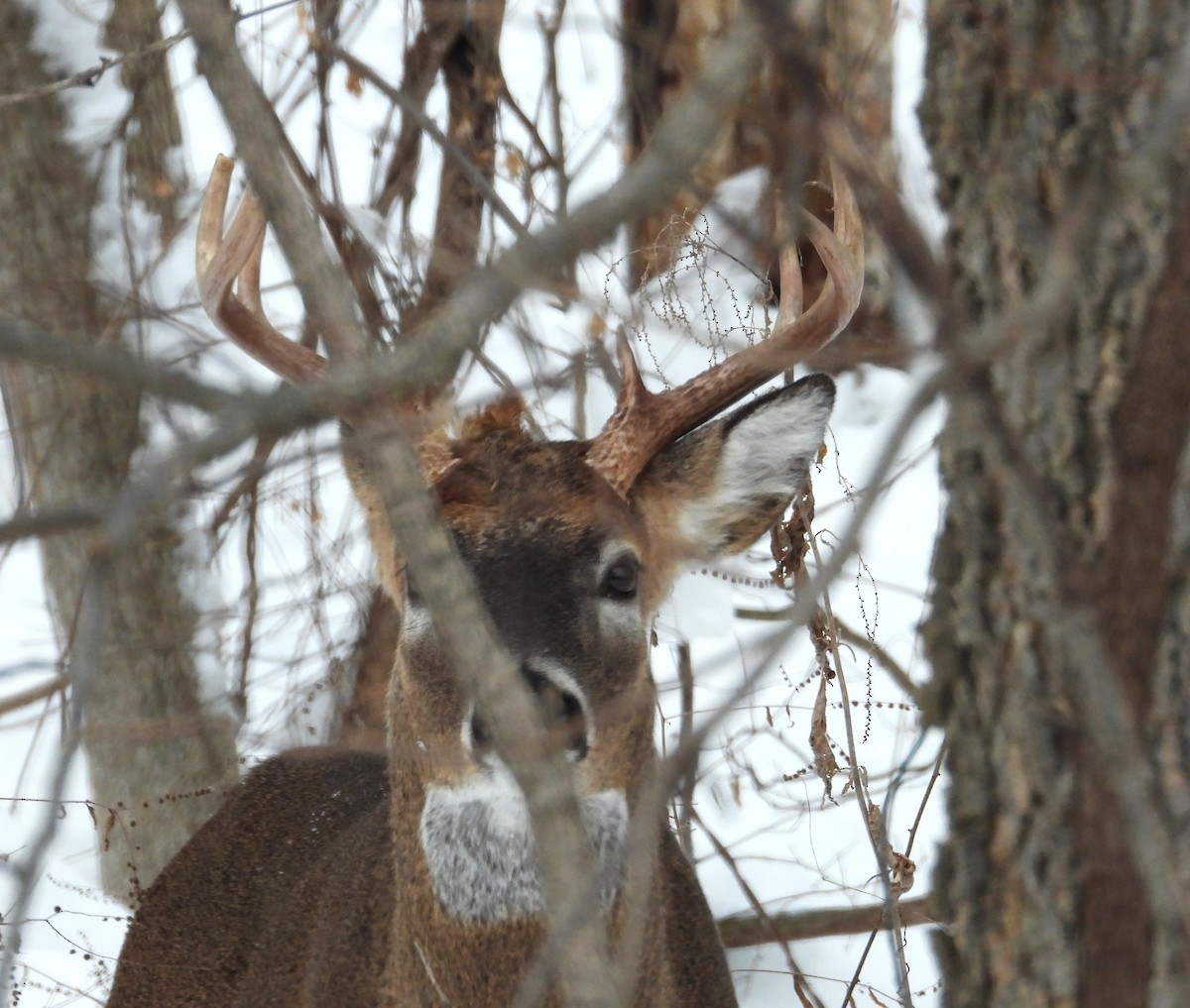 Animals - ML646320118