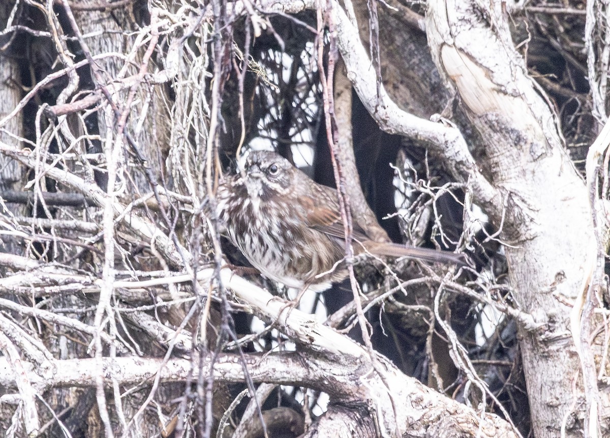 Song Sparrow - ML646320119